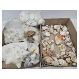 Conch Shells & Sea Shells Lot