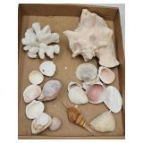 Conch Shell, Coral & Sea Shells Lot