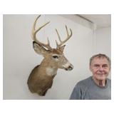 8 Point Deer Head Taxidermy