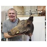 Wild Bore Mounted Taxidermy