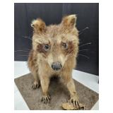 Racoon Mounted Taxidermy