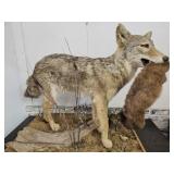 Mounted Coyote with his Prey Taxidermy