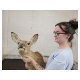 Doe Deer Taxidermy