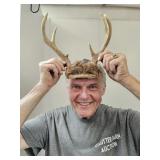 Deer Anters  8 1/2" wide
