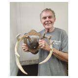 Deer Anters 12" wide