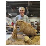 Mounted Taxidermy Beaver  38x25"