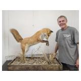 Fox Preying on BirdMounted  Taxidermy