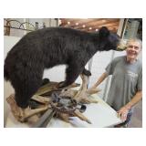 Taxidermy Bear on Driftwood w Trap 48x28x39"t
