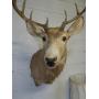 Large Deer Mount in Great Shape
