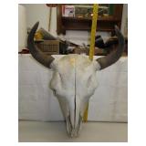 Bleached Buffalo Skull