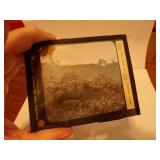 Antique Magic Lantern Glass Slide = Hogs in Rape
