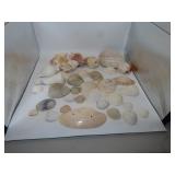 Quart Bag with SeaShells