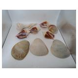 Quart Bag of Sea Shells
