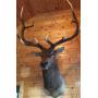 Fall Online Auction