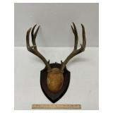 8 Point Mule Deer Antler Mount