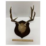 8 Point Mule Deer Antler Mount