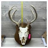 8-point Buck European Mount (dantzler Mount)