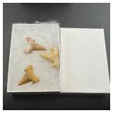 Fossilized extinct shark teeth, Morocco, 3 pieces