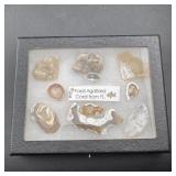 Florida Agatized Coral Fossil ï¿½ Fluorescent Under