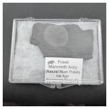 Ice Age Mammoth Ivory ï¿½ Florida