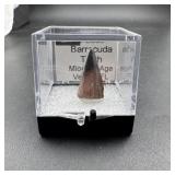 Florida Fossil Barracuda Tooth ï¿½ Miocene Age