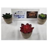 Succulents & Gift Cards