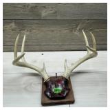 Mounted Deer Antlers On Plaque