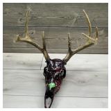 Deer Skull Mount