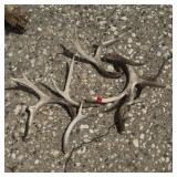 Mixed Lot of Antlers