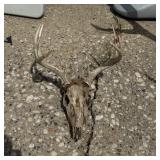 8-Point Buck Mount
