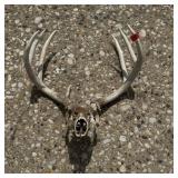 Large 7-Point Whitetail Buck Mount