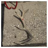 One Piece 6x6 Elk Horn