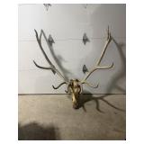 Huge 7x7 European Mount Elk