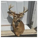 8-point Shoulder Mount Buck