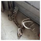 8-point Whitetail Deer Antlers