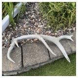 Six-point Elk Antler