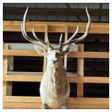 Elk Shoulder Mount