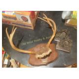 Antlers & Miscellaneous