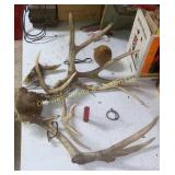 Antlers (BS)