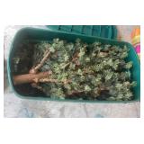 Tub w/Aritifical Tree