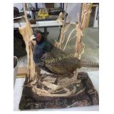 Pheasant