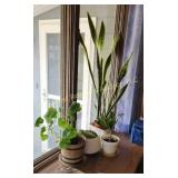 Assorted Plants (DR)