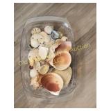 Tray of Seashells (DR)