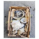 Box of Seashells (WG)