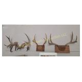 Antelope & Deer Antlers (G)