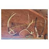 Antelope & Deer Antlers