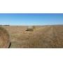 (90) Bales CRP Hay - 2nd Cutting