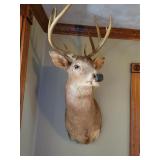 Taxidermist Deer Head