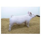 Posey Genetics:  Light XB 2-6