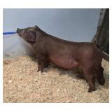 Pierson Shopigs:  DG 56-4